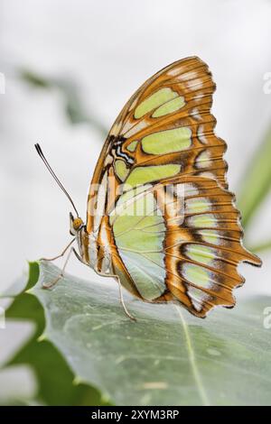 Dido Longwing (Philaethria dido) Banque D'Images