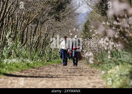 Trekking en el Camino de sa Siurana-canal des sol, Albufera de mallorca, Mallorca, Islas Baleares, Espagne, Europe Banque D'Images