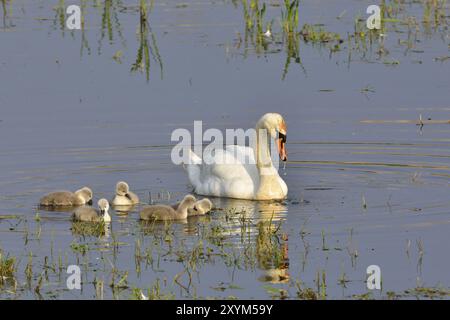 Famille de cygnes muet dans le soleil du matin Banque D'Images