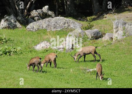 Chamois, femelle avec fauve Ripicapra rupicapra, Chamois avec de jeunes animaux Banque D'Images