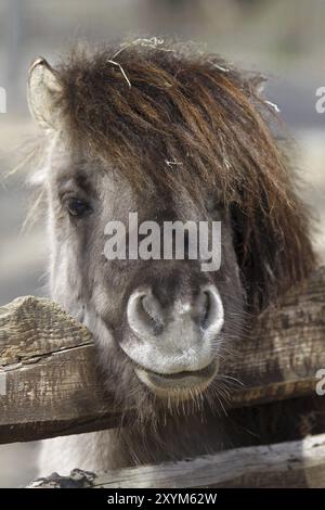 Le poney Shetland regarde au-dessus d'une clôture Banque D'Images