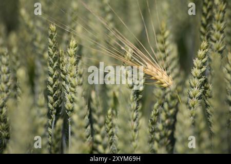 Oreille d'orge mûre dans un champ de blé encore vert Banque D'Images