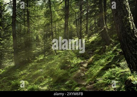 Forêt de conte avec lumière Banque D'Images
