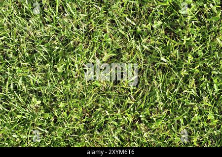 Un morceau d'herbe naturelle qui peut être utilisé comme texture Banque D'Images