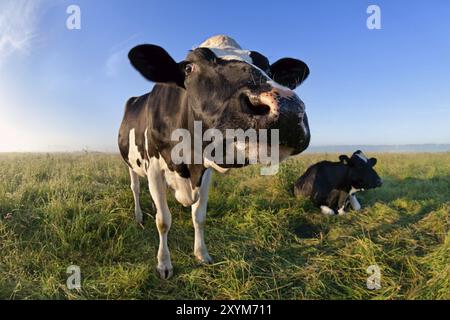 Museau de vache drôle via grand angle le matin Banque D'Images