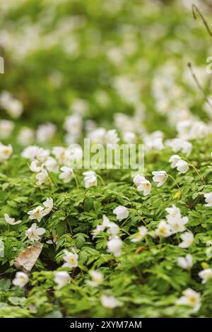 Gothenburg, Suède, 08 mai 2021 : anémone du bois Anemonoides nemorosa dans une forêt au printemps, Europe Banque D'Images