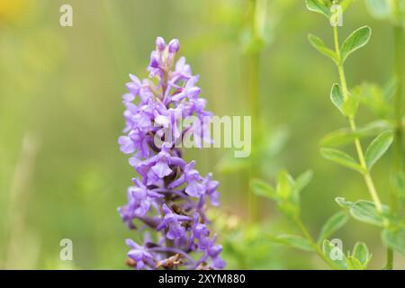 Orchidée parfumée (Gymnadenia conopsea), gros plan d'une fleur, Eifel volcanique, Allemagne, Europe Banque D'Images