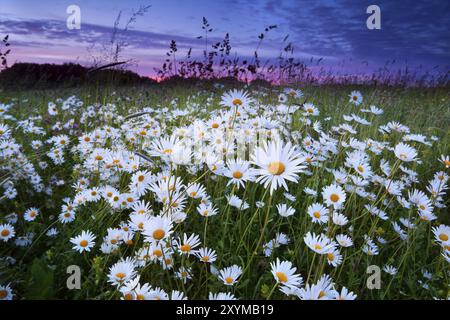 Beaucoup de fleurs de camomille sur la prairie au coucher du soleil rose Banque D'Images