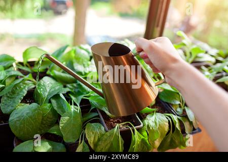 Jardinier arrosant verbascum phoeniceum en pot ou molène poussant dans une pépinière à l'aide d'un arrosoir métallique. Petite entreprise prenant soin des semis Banque D'Images