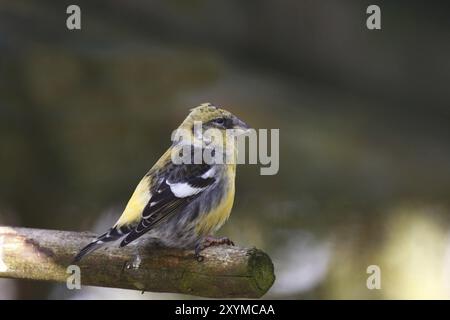 Bec croisé à deux barrages, Loxia leucoptera, bec croisé à deux barrages Banque D'Images