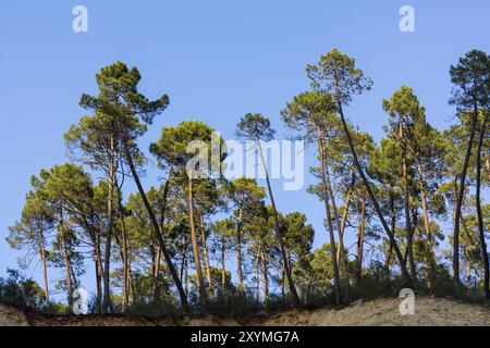 Pinos laricio, pinus nigra Arnold, Ruta del rio Borosa, parque Natural sierras de Cazorla, Segura y Las Villas, Jaen, Andalousie, Espagne, Europe Banque D'Images