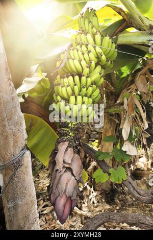 Boisson banane avec Sun Banque D'Images