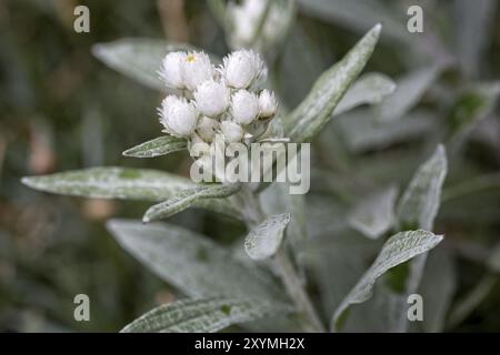 Panier en perles (Anaphalis tripinervis) dans le jardin Banque D'Images