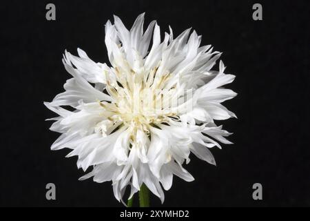 Bleuet blanc (Centaurea cyanus), isolé Banque D'Images