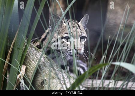 Ocelot Banque D'Images