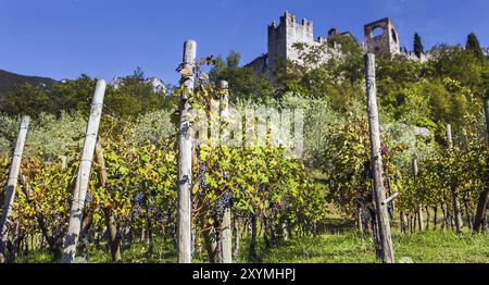 Viticulture à Castello di Avio Trento Italie Banque D'Images