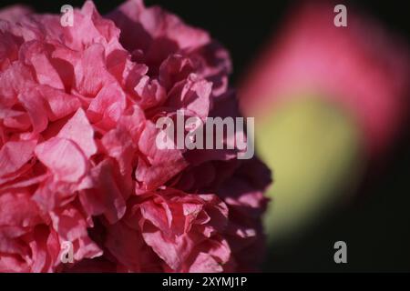 Coquelicot en rose Banque D'Images