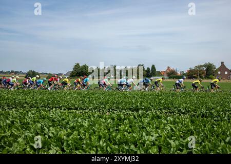 Ardooie, Belgique. 30 août 2024. Le peloton de coureurs en action lors de la troisième étape de la course cycliste multi-étapes Renewi Tour, de Blankenberge à Ardooie (185, 5 km) le vendredi 30 août 2024. La course de cinq jours se déroule en Belgique et aux pays-Bas. BELGA PHOTO DAVID PINTENS crédit : Belga News Agency/Alamy Live News Banque D'Images