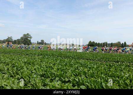 Ardooie, Belgique. 30 août 2024. Le peloton de coureurs en action lors de la troisième étape de la course cycliste multi-étapes Renewi Tour, de Blankenberge à Ardooie (185, 5 km) le vendredi 30 août 2024. La course de cinq jours se déroule en Belgique et aux pays-Bas. BELGA PHOTO DAVID PINTENS crédit : Belga News Agency/Alamy Live News Banque D'Images