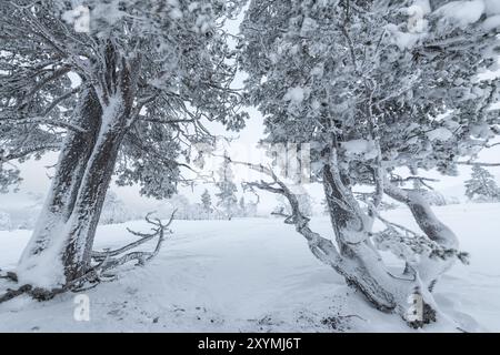 Pins enneigés, réserve naturelle de Dundret, Gaellivare, Norrbotten, Laponie, Suède, novembre 2017, Europe Banque D'Images