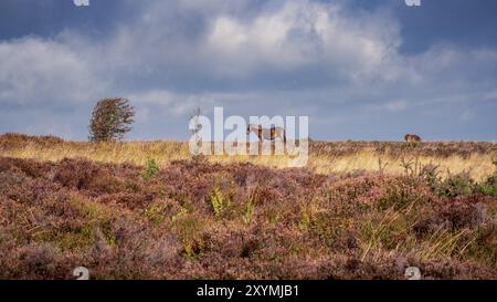 Un poney Exmoor, vu sur Porlock Hill dans le Somerset, England, UK Banque D'Images