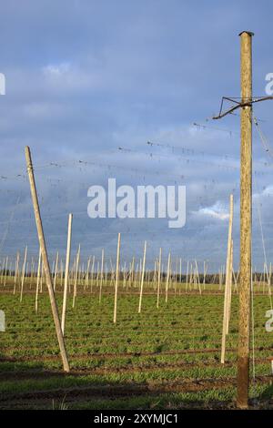 Reste d'un champ de houblon après la récolte Banque D'Images