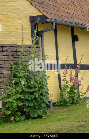 Maison jaune à colombages avec fleurs et plantes sur le côté, svaneke, bornholm, mer baltique, danemark, scandinavie Banque D'Images