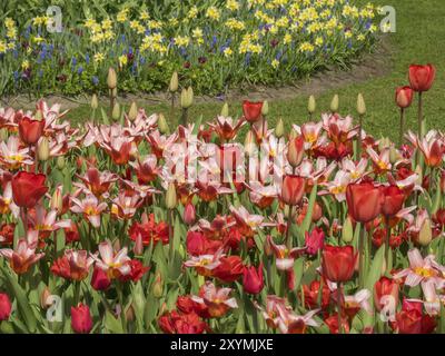 Tulipes rouges au premier plan avec un arrangement de jonquilles en arrière-plan dans un pré vert, Amsterdam, pays-Bas Banque D'Images