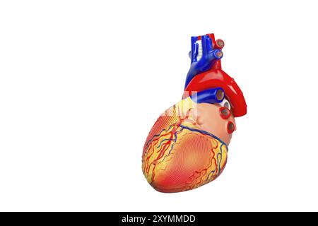 Modèle artificiel de coeur humain isolé sur fond blanc Banque D'Images