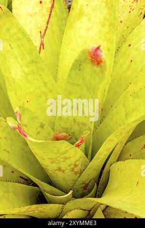 Détail de broméliade verte avec ses couleurs, ses feuilles, ses textures et ses épines Banque D'Images