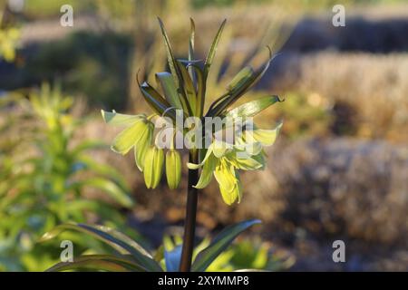 Couronne impériale persane au printemps, fleur impériale de couronne au printemps, Fritillaria persica Banque D'Images