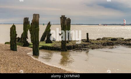 Piquets en bois sur une plage de galets, vu au port de Felixstowe, Suffolk, Angleterre, RU Banque D'Images