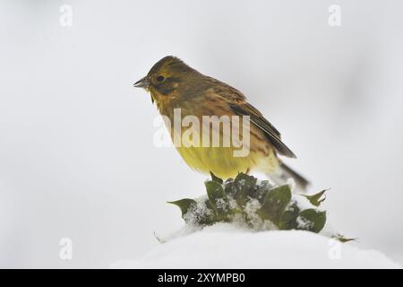 Yellowhammer en hiver Banque D'Images