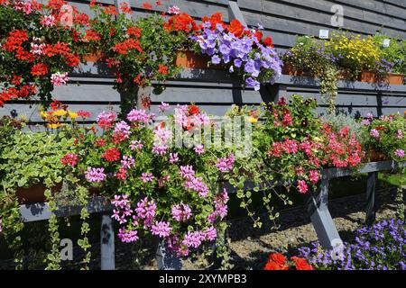 Fleurs d'été colorées, fleurs d'été Banque D'Images