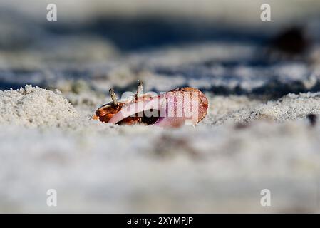 Un petit crabe (Atlantic Sand Fiddler) partiellement enterré dans le sable affiche sa grande griffe rose, se mélangeant apparemment avec ses environs de plage. Banque D'Images