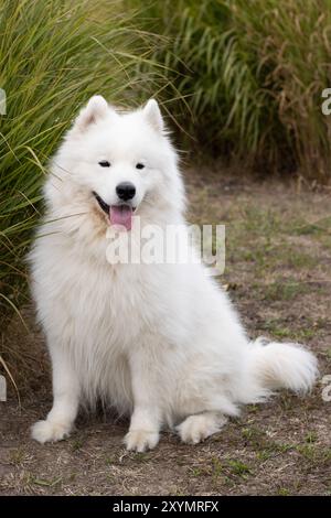 Chien Samoyède souriant et heureux assis dans un parc de poche à côté d'herbe pampas ornementale verte, regardant au loin et dressant une oreille Banque D'Images