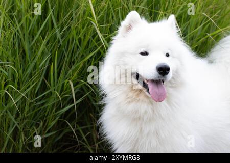 Chien Samoyède souriant et heureux avec la langue sortie regardant à droite, debout à côté d'une grande plante ornementale de pampa verte en été, espace libre à gauche Banque D'Images