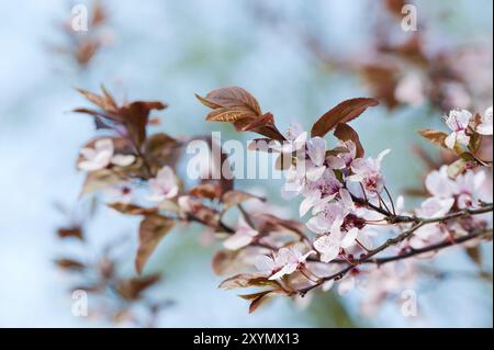 Prunus serrulata, la cerise à fleurs japonaise ou simplement la cerise japonaise au printemps. Prunus serrulata ou cerise japonaise, également appelée Hill Cherry, Ori Banque D'Images