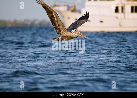 Un pélican glisse gracieusement sur l'eau bleue chatoyante avec ses ailes complètement déployées. En arrière-plan, un grand bateau est ancré près de l'horizon. Banque D'Images