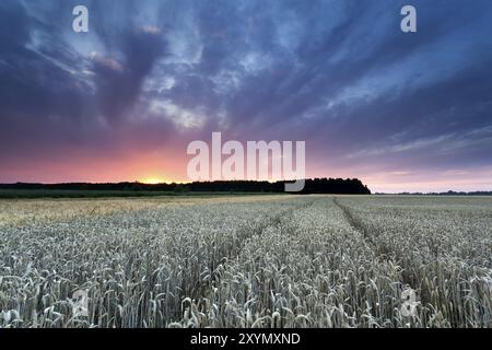 Beau coucher de soleil sur le champ de blé en été Banque D'Images