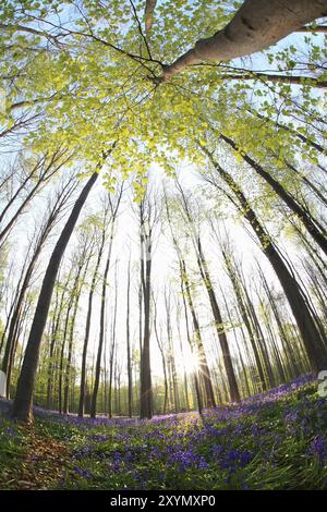 Soleil dans la forêt fleurie printanière avec vue sur le poisson Banque D'Images