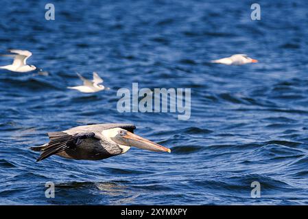 Un pélican glisse gracieusement sur l'eau bleue chatoyante avec ses ailes complètement déployées. En arrière-plan, un grand bateau est ancré près de l'horizon. Banque D'Images