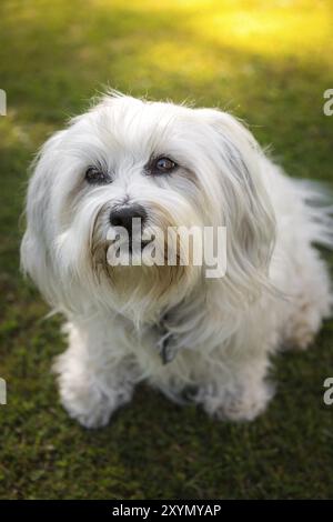 Un petit Havanais blanc lève les yeux d'en bas avec ses beaux yeux, qui peut résister au regard d'un tel chien? Banque D'Images