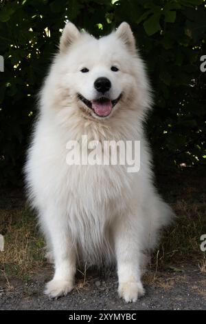 Beau chien blanc moelleux est assis sous le figuier Banque D'Images