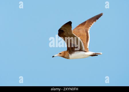 Goélette suie, goélette Aden, goélette d'Hemprich (Ichthyaetus hemprichii, Larus hemprichii), juvénile en vol, Oman, Al Qurm Banque D'Images