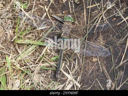 Petite Empereur Dragonfly femelle mangeant une libellule plus petite - Anax parthenope Banque D'Images