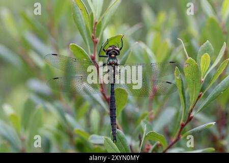 Emeraude du Nord ou Moorland Emerald Dragonfly mâle - Somatochlora arctica Banque D'Images