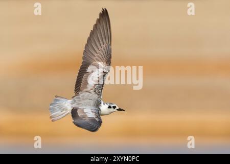 La guifette noire (Chlidonias leucopterus), en vol, de l'Oman Banque D'Images