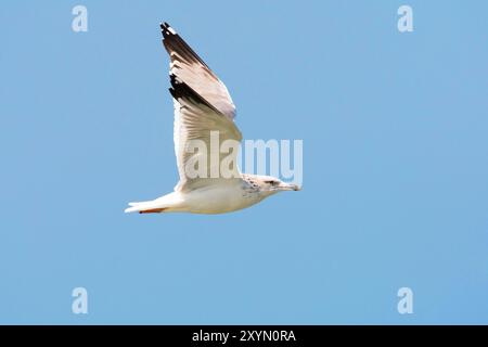 Mouette de Baraba (Larus cachinnans barabensis, Larus barabensis), en vol, en plumage hivernal, Oman, Al Qurm Banque D'Images