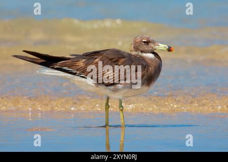 Goélette suie, goélette Aden, goélette d'Hemprich (Ichthyaetus hemprichii, Larus hemprichii), debout dans les eaux peu profondes, Oman, Al Qurm Banque D'Images